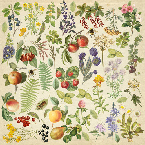 Arkusz z obrazkami do dekorowania "Summer botanical diary" - Fabrika Decoru