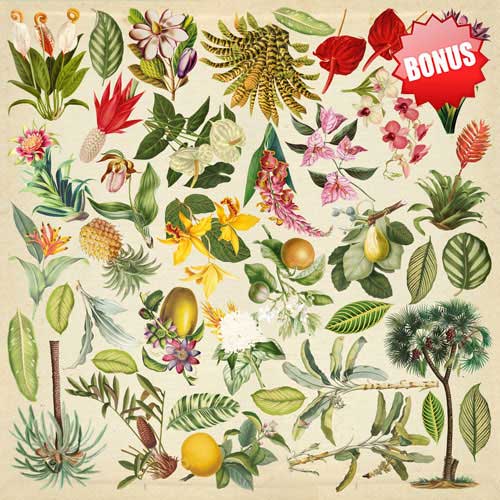 Zestaw papieru do scrapbookingu Botany exotic, 20cm x 20cm - foto 11  - Fabrika Decoru