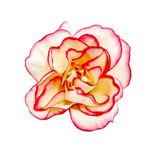 Квіти троянди Кремові з яскраво-рожевим, 1шт - фото 0