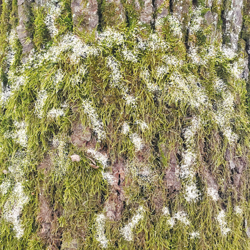 Набор двусторонней скрапбумаги Country winter 30,5x30,5см, 10 листов - Фото 8
