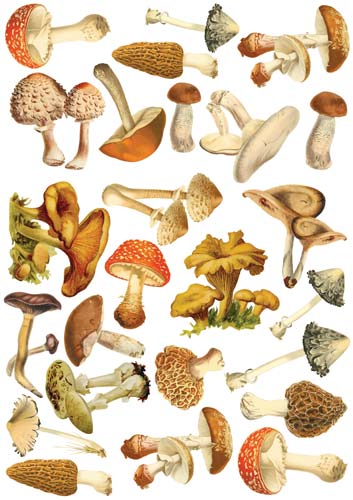 Overlay Mushroom illustrations 21х29,7 сm