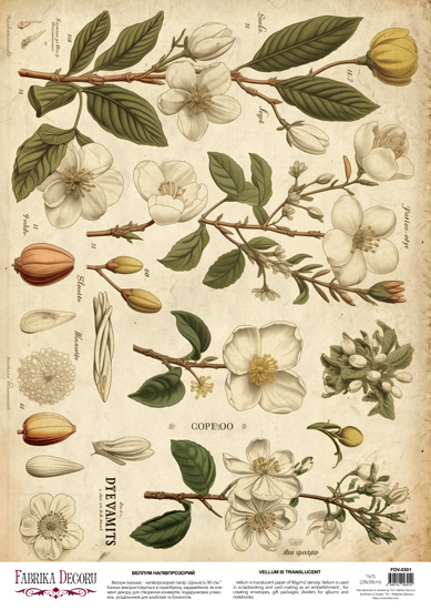Deco Pergament farbiges Blatt Spring Botanical Story Magnolien, A3 (11,7" х 16,5") - Fabrika Decoru