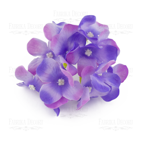 Phloxes  lilac