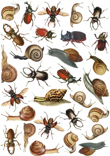overlay beetles and snails 21х29,7 сm