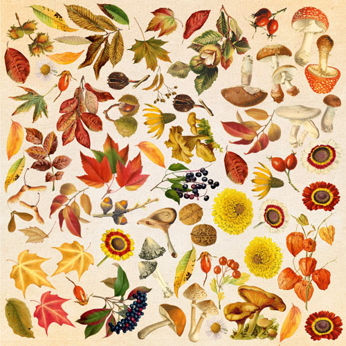Arkusz z obrazkami do dekorowania "Autumn botanical diary" - Fabrika Decoru