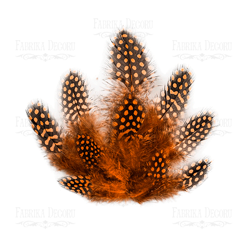 Feathers set Guinea fowl "Bright orange"