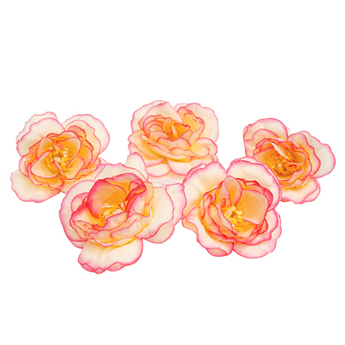 The tea rose flower, Creamy with bright pink, 1pc