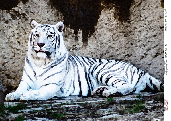Decoupage-Karte Weißer Tiger, Aquarell #0445, 21x30cm - Fabrika Decoru