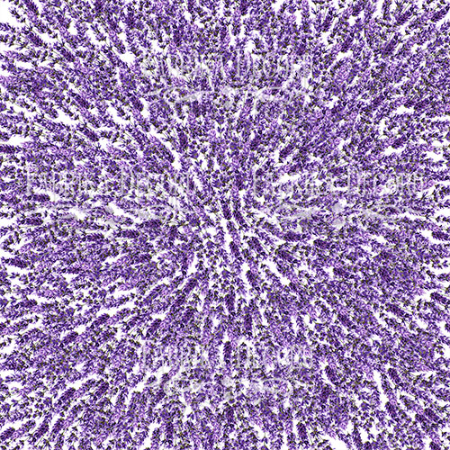 Набір двостороннього паперу для скрапбукінгу Lavender Provence 20 см х 20 см 10 аркушів - фото 5