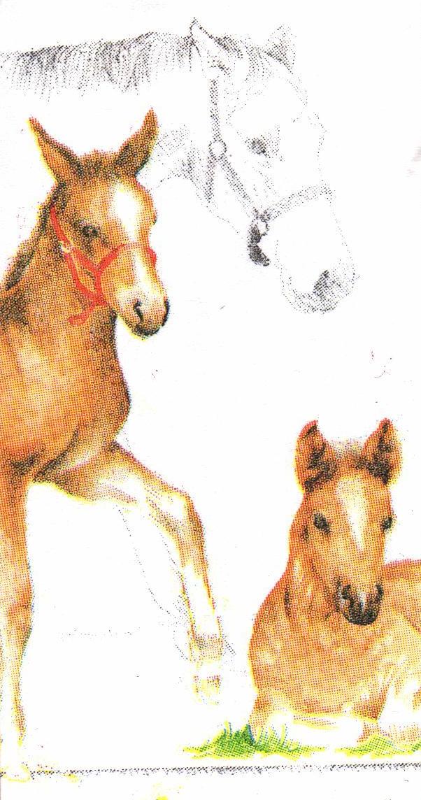 Decoupage napkin "Horses" - foto 0