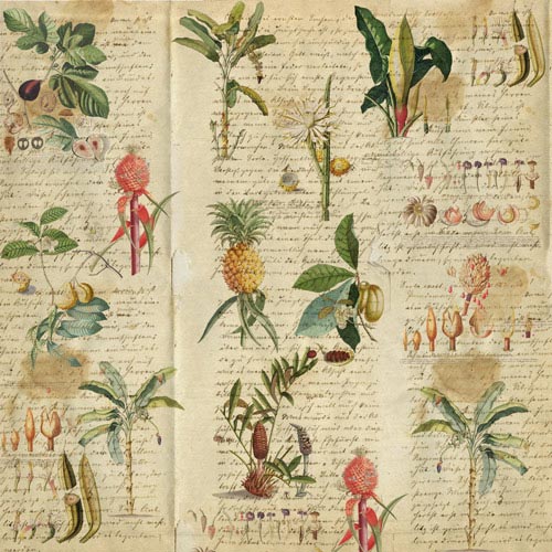 Набор скрапбумаги Botany exotic 30,5x30,5 см, 10 листов - Фото 5