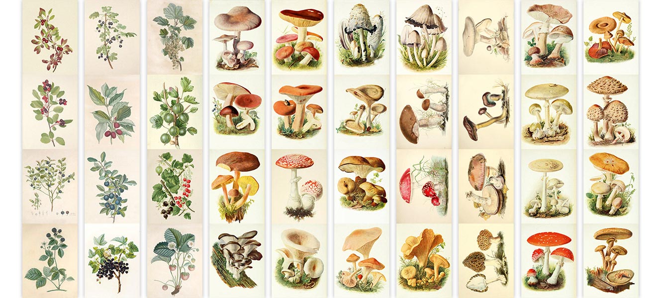Streifenset mit Bildern zur Dekoration "Pilze-Beeren" - Fabrika Decoru