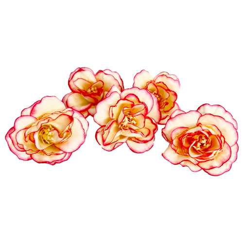 цветы розы кремовые с ярко-розовым, 1шт