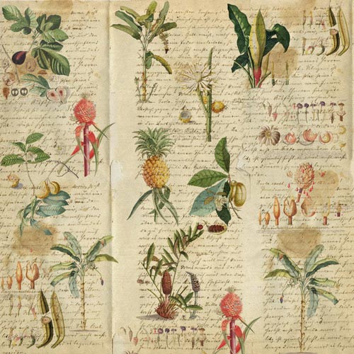 Double-sided scrapbooking paper set Botany exotic 8"x8", 10 sheets - foto 5