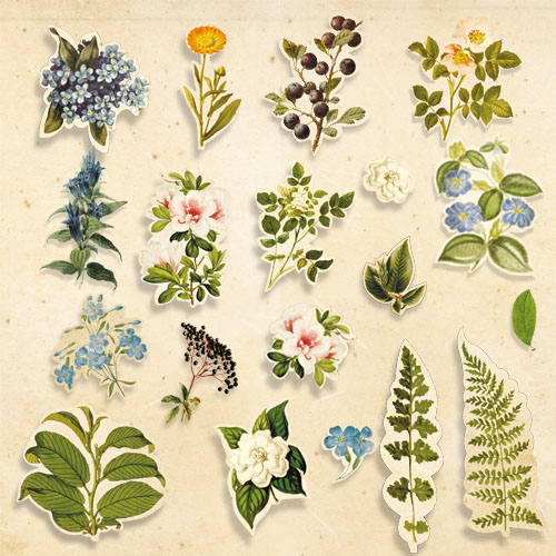 Zestaw wycinanek, kolekcja "Botany summer", 59szt - foto 0  - Fabrika Decoru