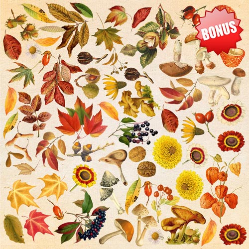 Набір двостороннього паперу для скрапбукінгу Autumn botanical diary 20 см х 20 см, 10 аркушів - фото 11