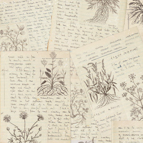 Doppelseitiges Scrapbooking-Papier-Set Summer Botanical Diary, 30.5 cm x 30.5cm, 10 Blätter - foto 6  - Fabrika Decoru