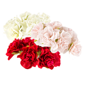 цветы вишни