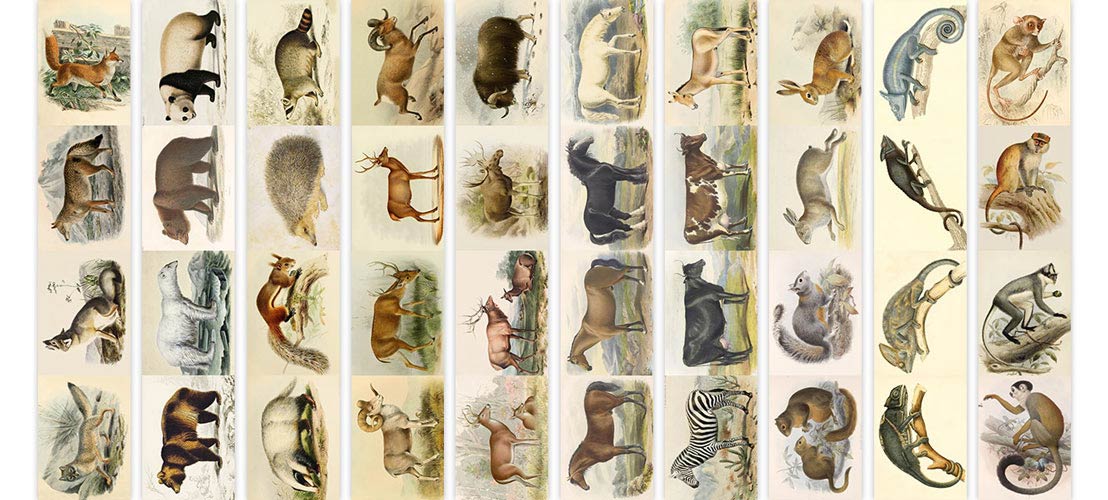 Set of stripes with pictures for decoration "Animals"
