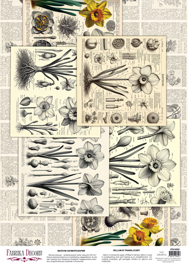 Deco Pergament farbiges Blatt Spring Botanical Story Narzissen, A3 (11,7" х 16,5") - Fabrika Decoru
