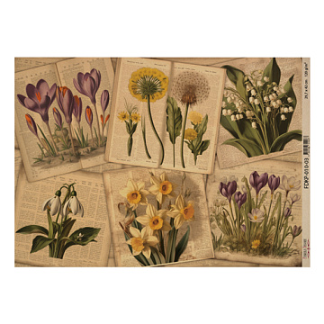 Kraftpapierbogen "Botany spring" #3, 42x29,7 cm