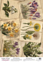 Деко веллум (лист кальки с рисунком) Spring Botanical Story Весеннее цветение, А3 (29,7см х 42см)
