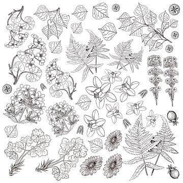 Sheet of paper 12"x12" for coloring using inks or glazes, Botany summer