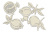  Набор чипбордов Botany exotic 10х15 см #716 color_Milk