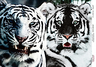 Decoupage card White tigers, watercolor #0447, 21x30cm
