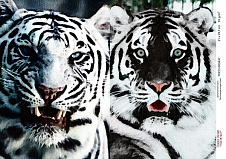 декупажная карта  белые тигры, акварель #0447 21x29,7 см фабрика декору