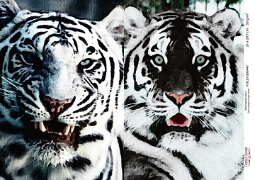 Decoupage-Karte Weiße Tiger, Aquarell #0447, 21x30cm