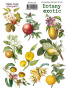 Set of stickers 9pcs Botany exotic  #205