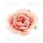 Цветы розы, Розово-персиковые, 1шт
