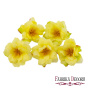 Clematis flower yellow, 1 pc