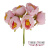 цветы жасмина maxi нежно-розовые 6 шт