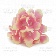 Phloxes  cream-pink