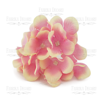 Phloxen creme-rosa