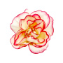 Цветы розы Кремовые с ярко-розовым, 1шт