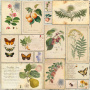 Double-sided scrapbooking paper set Summer botanical diary 12"x12", 10 sheets - 9