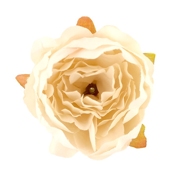 Herbaceous peony ivory, 1 pc - 2