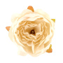 Piwonia zielna Ivory, 1 szt