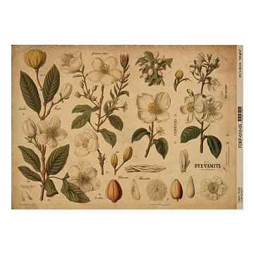 Arkusz kraft papieru z wzorem "Botany spring", #5, 42x29,7 cm