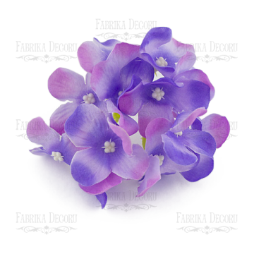 Phloxes  lilac
