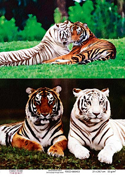 Decoupage card Tigers, watercolor #0453, 21x30cm