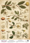 Deco Pergament farbiges Blatt Spring Botanical Story Magnolien, A3 (11,7" х 16,5")