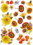 Overlay Summer flowers 21х29,7 сm