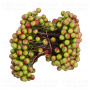 Set lacquer guelder rose berries Green-red 20pcs