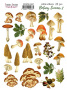 Set of stickers 25pcs Botany summer #287