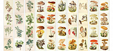 набор полос с картинками для декорирования грибы-ягоды 5 шт 5х30,5 см
