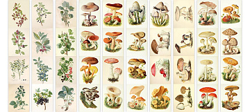 Set of stripes with pictures for decoration "Mushrooms-berries"